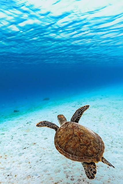 A sea turtle swimming over the sandy ocean floor.