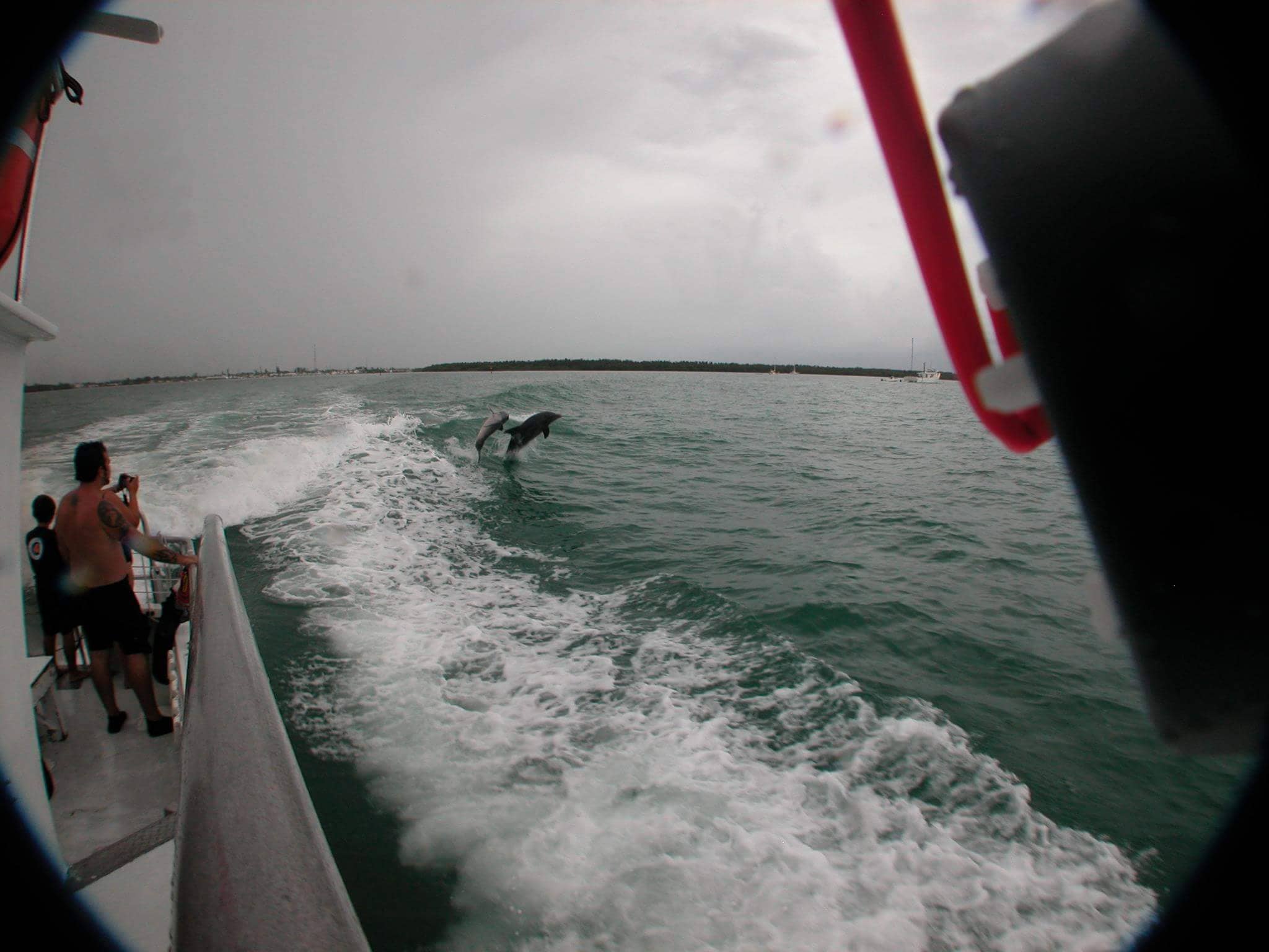 Dolphins playing in the wake of the boat